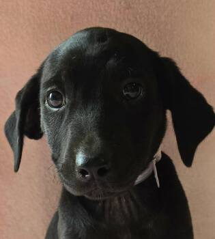 Maple -  Shepherd and Labrador Retriever Dog for Adoption in Newport, Tennessee - Maple | PetCurious