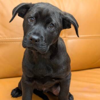 Chow Chow and Black Labrador Retriever Dogs Available for Adoption in Parker, Colorado - 578 (2026) Lily | PetCurious