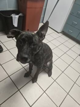 Rescue Terrier and Mixed Breed Dogs for Adoption in Largo, Florida - Felicia | PetCurious