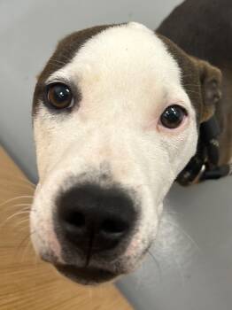 Rescue Terrier and Beagle Dogs for Adoption in Hartsville, South Carolina - Sugarplum | PetCurious