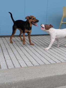 Miss Piggy -  Mixed Breed Dog for Adoption in New Orleans, Louisiana - Miss Piggy | PetCurious