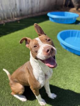 Pit Bull Terrier Dogs Available for Adoption - Remi | PetCurious