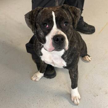 Mixed Breed Dogs Available for Adoption in Huntington, West Virginia - Charlotte Stray Hold 5/19 | PetCurious