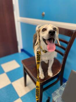 Beagle Dogs Available for Adoption - Barney  | PetCurious