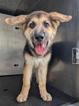 SHIPLEY -  German Shepherd Dog Dog for Adoption in San Antonio, Texas - SHIPLEY | PetCurious