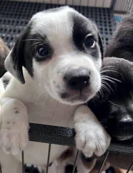 Olaf -  Pit Bull Terrier and Labrador Retriever Dog for Adoption in Gilberts, Illinois - Olaf | PetCurious