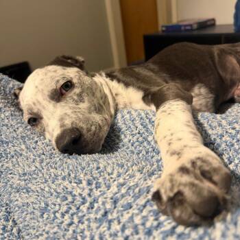 Sully D71051 -  Pit Bull Terrier and Mixed Breed Dog for Adoption in Minnetonka, Minnesota - Sully D71051 | PetCurious