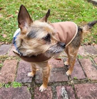 Rescue Chihuahua and Mixed Breed Dogs for Adoption in Columbia, South Carolina - Darla | PetCurious