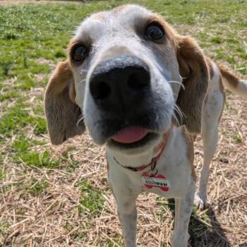 Hound Dogs Available for Adoption - Southpaw | PetCurious