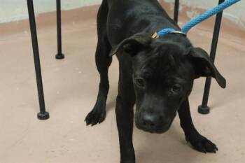 ARELI -  Mixed Breed Dog for Adoption in Columbia, South Carolina - ARELI | PetCurious