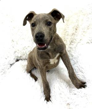 Plott Hound Dogs Available for Adoption in Senatobia, Mississippi - Sonny | PetCurious