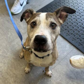 Mixed Breed Dogs Available for Adoption in Philadelphia, Pennsylvania - Freya | PetCurious
