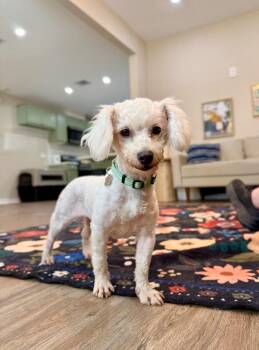 Dandy Dandelion Darling Little Angel -  Miniature Poodle and Shih Tzu Dog for Adoption in Friendswood, Texas - Dandy Dandelion Darling Little Angel | PetCurious