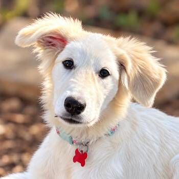 Rain -  Great Pyrenees and Retriever Dog for Adoption in Boerne, Texas - Rain | PetCurious
