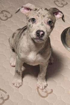 Mixed Breed Dogs Available for Adoption - Sugar | PetCurious