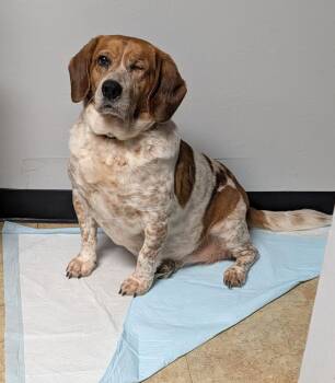Beagle Dogs Available for Adoption - Lucy (Photos 3/15/2026) | PetCurious