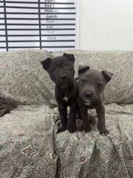 Pit Bull Terrier Dogs Available for Adoption - TROOPER  | PetCurious