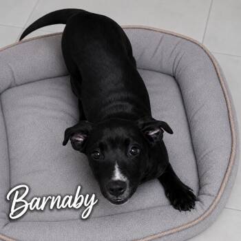 Barnaby -  Terrier Dog for Adoption in Momence, Illinois - Barnaby | PetCurious