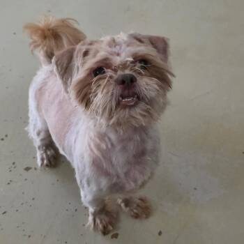 Brady -  Shih Tzu Dog for Adoption in Otisfield, Maine - Brady | PetCurious