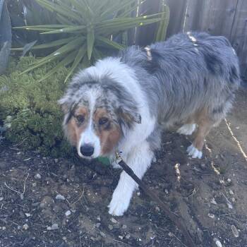 Kit -  Australian Shepherd Dog for Adoption in Corvallis, Oregon - Kit | PetCurious