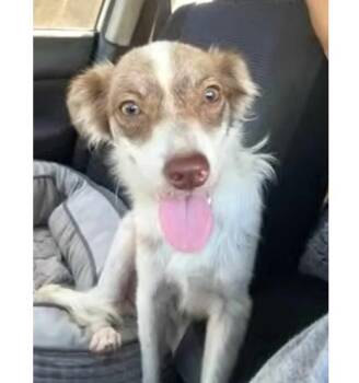 Rescue Mixed Breed Dogs for Adoption in Pleasant Valley, New York - Bosco | PetCurious