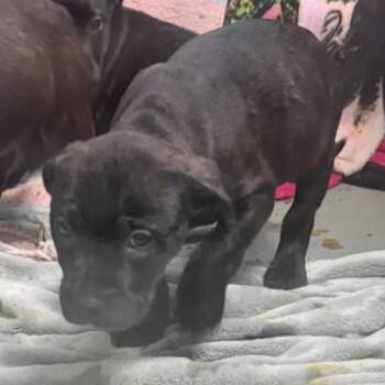 Terrier Dogs Available for Adoption - Zephaniel | PetCurious