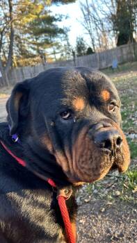 Rottweiler Dogs Available for Adoption - Rocco | PetCurious