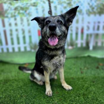German Shepherd Dog Dogs Available for Adoption in Long Beach, California - ALICE | PetCurious