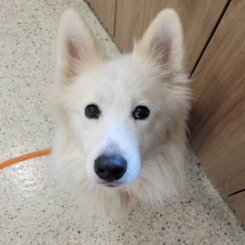Husky Dogs Available for Adoption - Wookiee | PetCurious
