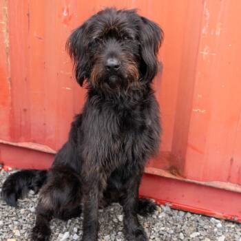 Mixed Breed and Terrier Dogs Available for Adoption in Cape Girardeau, Missouri - Crouton | PetCurious