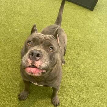 Hippo -  Mixed Breed Dog for Adoption in Titusville, Florida - Hippo | PetCurious