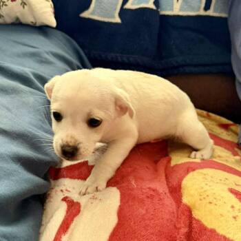 Terrier Dogs Available for Adoption in Hillsborough, North Carolina - Moana | PetCurious