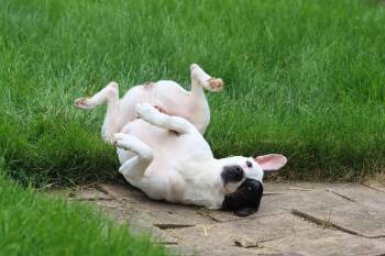 Rescue Pit Bull Terrier and Jack Russell Terrier Dogs for Adoption in Palos Heights, Illinois - Bonn | PetCurious