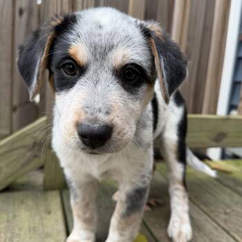 Rescue Australian Cattle Dog Blue Heeler Dogs for Adoption in Richmond, Virginia - Turkey | PetCurious