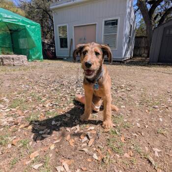 Irish Terrier Dogs Available for Adoption - Guppy | PetCurious