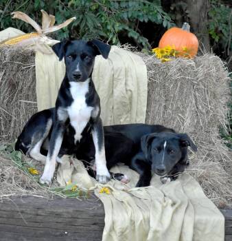 Jack -  Hound Dog for Adoption in Monroe, Louisiana - Jack | PetCurious