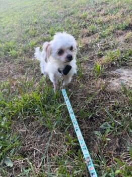 Gina -  Maltese Dog for Adoption in Holly Springs, North Carolina - Gina | PetCurious