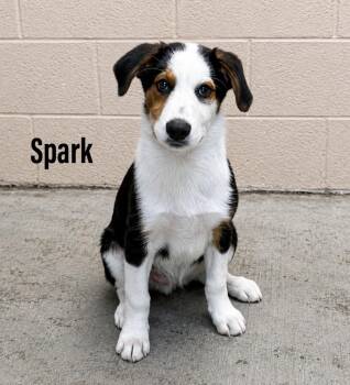 Spark -  Labrador Retriever and Greater Swiss Mountain Dog Dog for Adoption in Clearfield, Kentucky - Spark | PetCurious