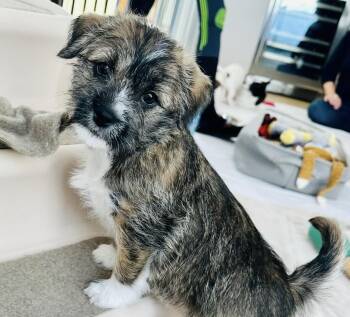 Terrier Dogs Available for Adoption - Flower Moon *available To Meet On 3/7 And 3/8 From 12-4* | PetCurious