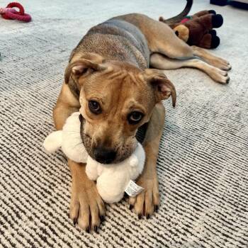 Penny -  Mixed Breed Dog for Adoption in Tulsa, Oklahoma - Penny | PetCurious