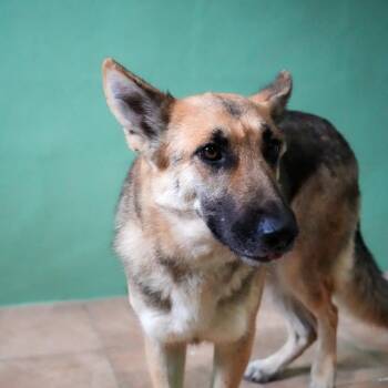 German Shepherd Dog Dogs Available for Adoption - Angel 8937 | PetCurious