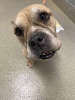 Staffordshire Bull Terrier Dogs Available for Adoption in Las Vegas, Nevada - DOZER | PetCurious