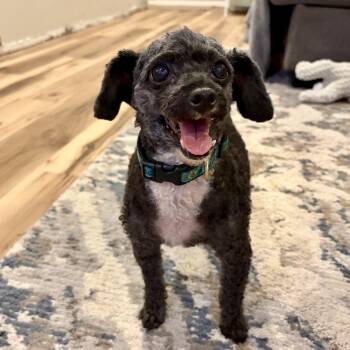 Trinket -  Poodle Dog for Adoption in Murphysboro, Illinois - Trinket | PetCurious