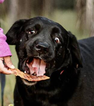 Labrador Retriever Dogs Available for Adoption in Houston, Texas - Roman | PetCurious