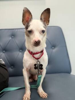 Tito -  Chihuahua and Mixed Breed Dog for Adoption in Irwin, Pennsylvania - Tito | PetCurious