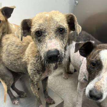 Briella -  Terrier Dog Available for Adoption in Parrish, Alabama - Briella | PetCurious