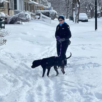 Myles: Adopt or Forever Foster -  Labrador Retriever Dog for Adoption in Rochester, New York - Myles: Adopt Or Forever Foster | PetCurious
