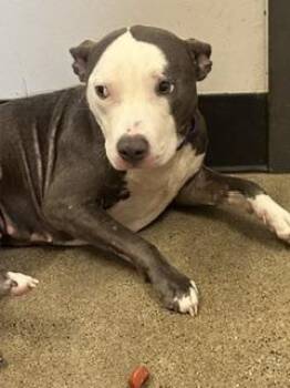 Sundance -  Pit Bull Terrier Dog for Adoption in Cleveland, Ohio - Sundance | PetCurious