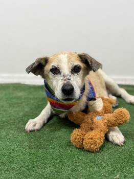 Newton-One of our Amazing Rescue Dogs -  Border Terrier and Labrador Retriever Dog for Adoption in Carlsbad, California - Newton-One Of Our Amazing Rescue Dogs | PetCurious