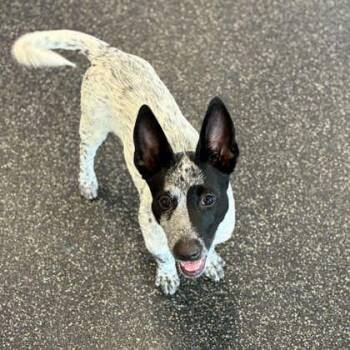 Lobster -  Cattle Dog and Mixed Breed Dog for Adoption in Wheaton, Illinois - Lobster | PetCurious